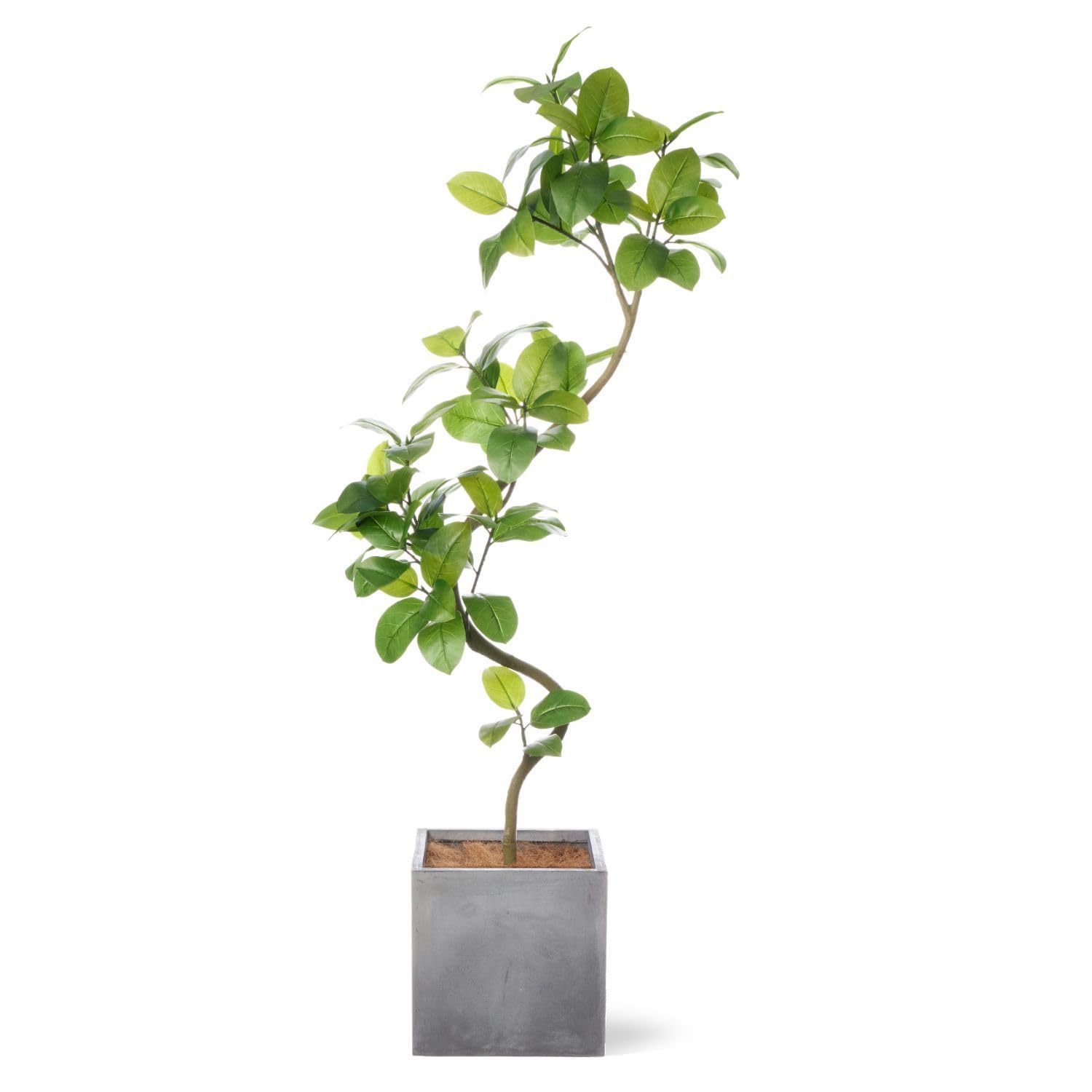 Amazon｜ツイストアルテシマ キューブ H200cm 観葉植物 フェイク 