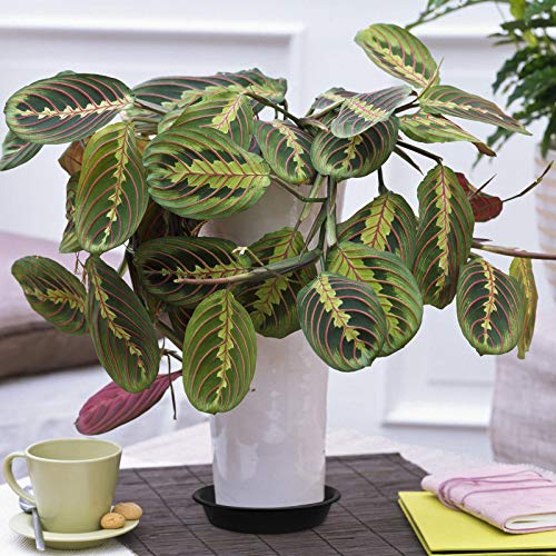 3 Pack Plant Saucer Heavy Duty Sturdy Drip Trays For Indoor And Outdoor (8 Inch, Black) #TOP6