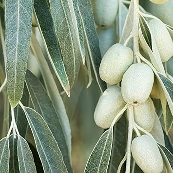 Elaeagnus angustifolia (Russian Olive) Tree Seed by MySeeds.Co, You Choose The Quantity (1/2 oz (155 Seed))
