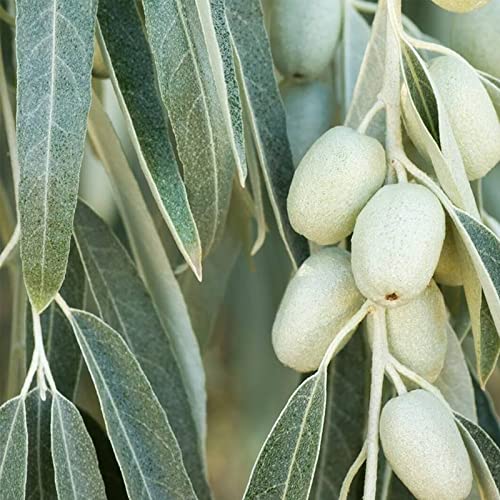 MySeeds.Co - BIG PACK Seeds Elaeagnus angustifolia (Russian Olive) Tree...