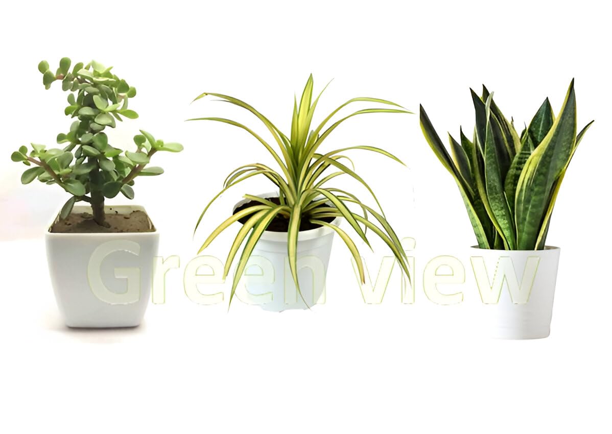 Green view Combo 3 Pcs Jade plant & Snake plant & Spider Plant | Snake & Jade & Spider Plant Indoor live Plant | Snake & Jade & Spider Plant With Pot | Indoor & Out Door Plants (B0D6YZSWVF) Amazon Price History, Amazon Price Tracker