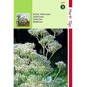 2 stuks HT Echte Valeriaan