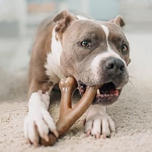 Benebonelarge4packdogchewtoysforaggressivechewersmadeinusa90lbsandunder Urban Country Home Decor Benebone large 4 pack dog chew toys for aggressive chewers made in usa 90lbs and under urban country home decor