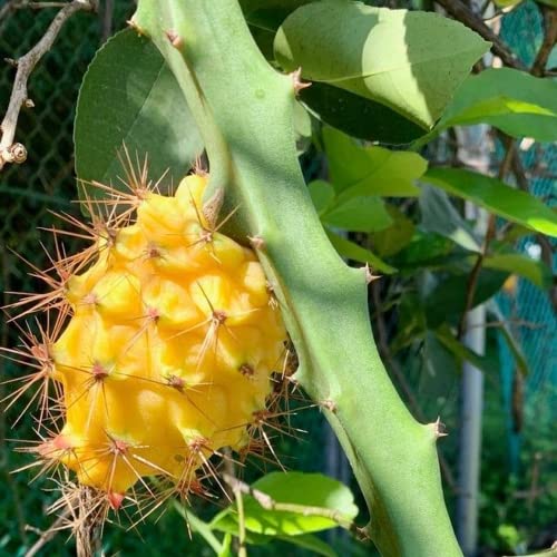 Chuxay Garden Mix Dragon Fruit,Pitahaya Seeds 200 Seeds Edible Juicy Sweet Fruit Gardening Gifts Survival Gear Food Seeds Easily Grow #TOP2