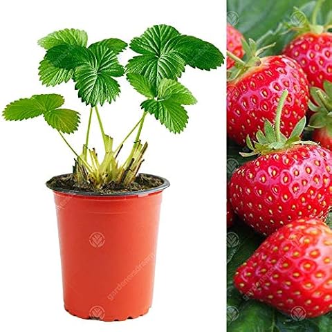 Strawberry 'Hapil' Fast Growing Fruit Plant Cover