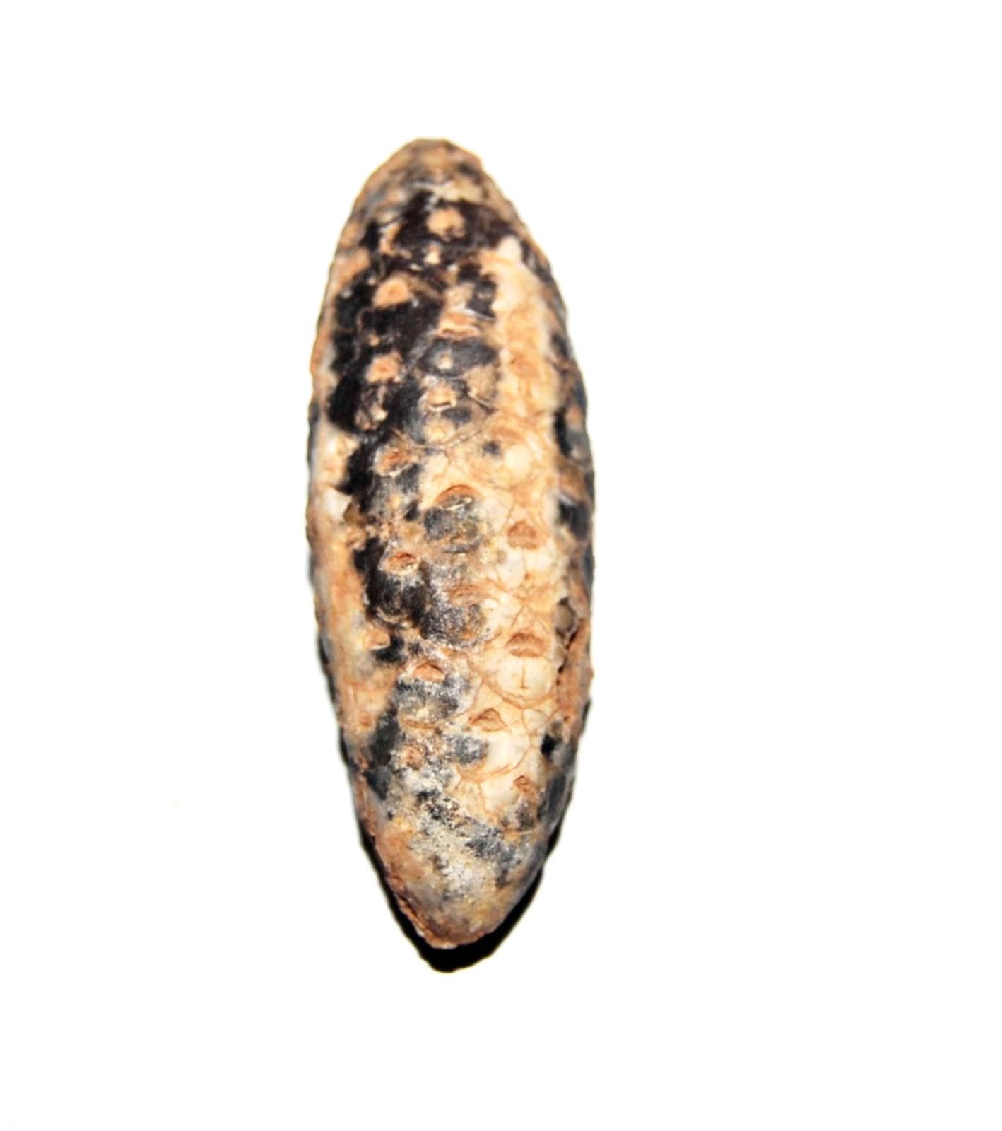 Permian Cave Fossil in Collector's Box
