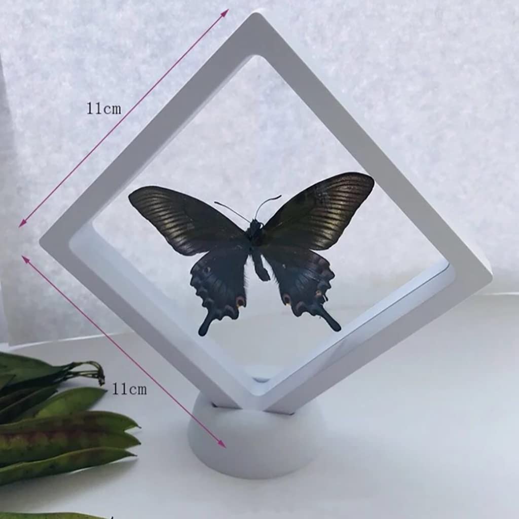 Amazon.co.jp: 絶妙な蝶の昆虫標本、剥製の蝶、3D自然の本物の蝶の昆虫