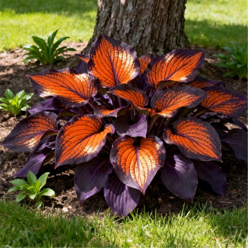 Hosta perenne, Hosta de fácil cultivo, Hosta híbrida, Serie perenne resistente al frío-4 PCS-F