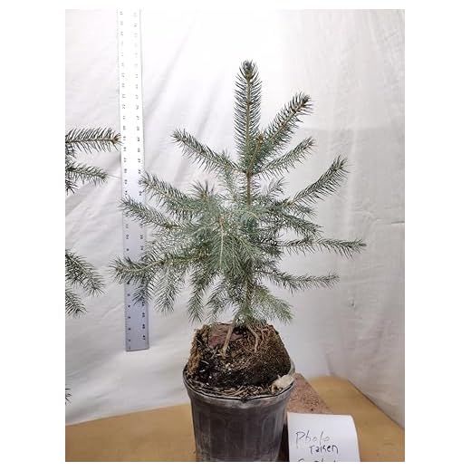 Root-Over-Rock Brick Bonsai Tree