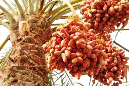 Plant Nursery Online Date Palm fruit, Khajoor, Khajur Plants (Pack of 1) - Live Plants (B0C27MKX2C) Amazon Price History, Amazon Price Tracker