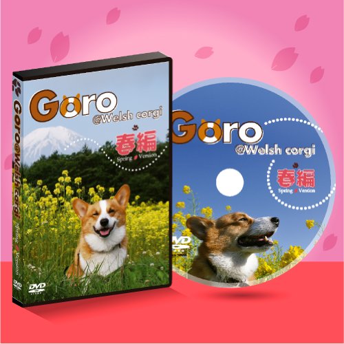 朝9時までに売れなければ300円早押し対決❗️　「こんにちは！君だけのコーギー」 Amazon.co.jp: コーギー癒しDVD Goro@Welsh corgi 春編