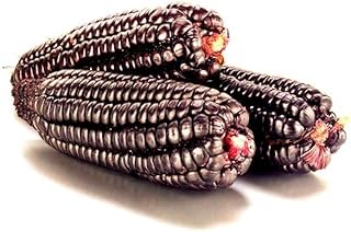 Heirloom Organic WHOLE PURPLE CORN 16 oz (1 lb.) for Brewing, Beer, Drinks, Baking, Smoothies, Cornbread, Tortillas