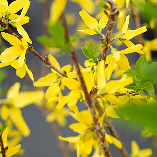 Perfect Plants Lynwood Gold Forsythia Shrub 3 Gallon | Live Shrubs For Outdoor Planting | Fast Growing & Provides Privacy | Gorgeous Yellow Flower In Spring #TOP3
