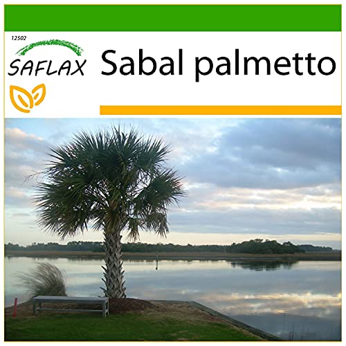 SAFLAX - Palmetto Palm - 8 Seeds - with Soil - Sabal Palmetto