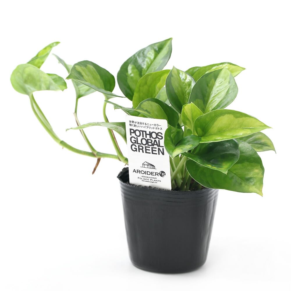 ⭐ポトス⭐サービスカット⭐20本 Amazon｜【charm】（観葉植物）ポトス グローバルグリーン 3号