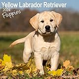  Yellow Labrador Puppies Calendar 2024 Square Dog Puppy Breed Wall Calendar - 16 Month