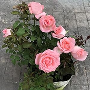 Lichtroze rozenzaden, 1 zak zaden productieve hoge opbrengst natuurlijke hoge overlevingskans rozenzaden voor ideaal…