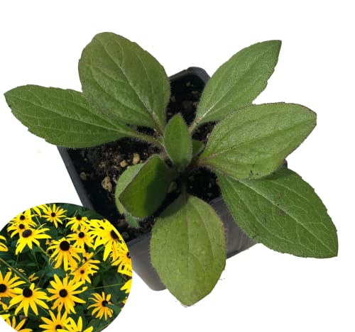 Blackeyed Susan (Rudbeckia hirta) Live Plant in 2.5 inch Pot - Organic Native Pollinator Plant by Smoke Camp Crafts Blackeyed Susan (Rudbeckia hirta) Live Plant in 2.5 inch Pot - Organic Native Pollinator Plant by Smoke Camp Crafts