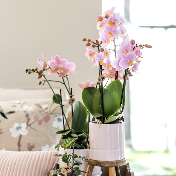 Juego de plantas de orquídea de Portugal y plantas suculentas, incluye macetas de cerámica, color rosa pastel