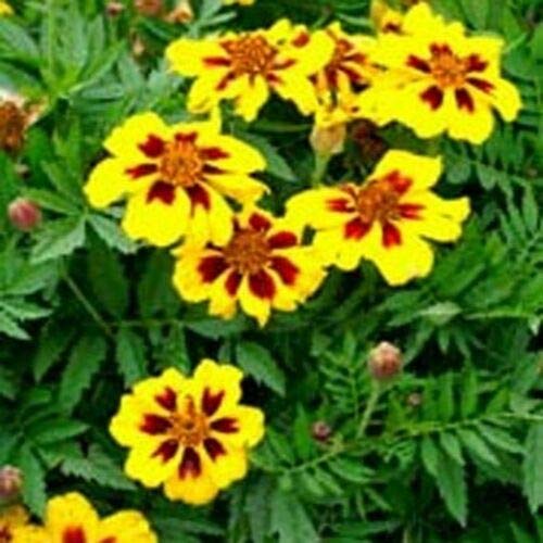 Caléndula (Tagetes Patula Nana Singola Delicata Marietta)- 25 Semillas