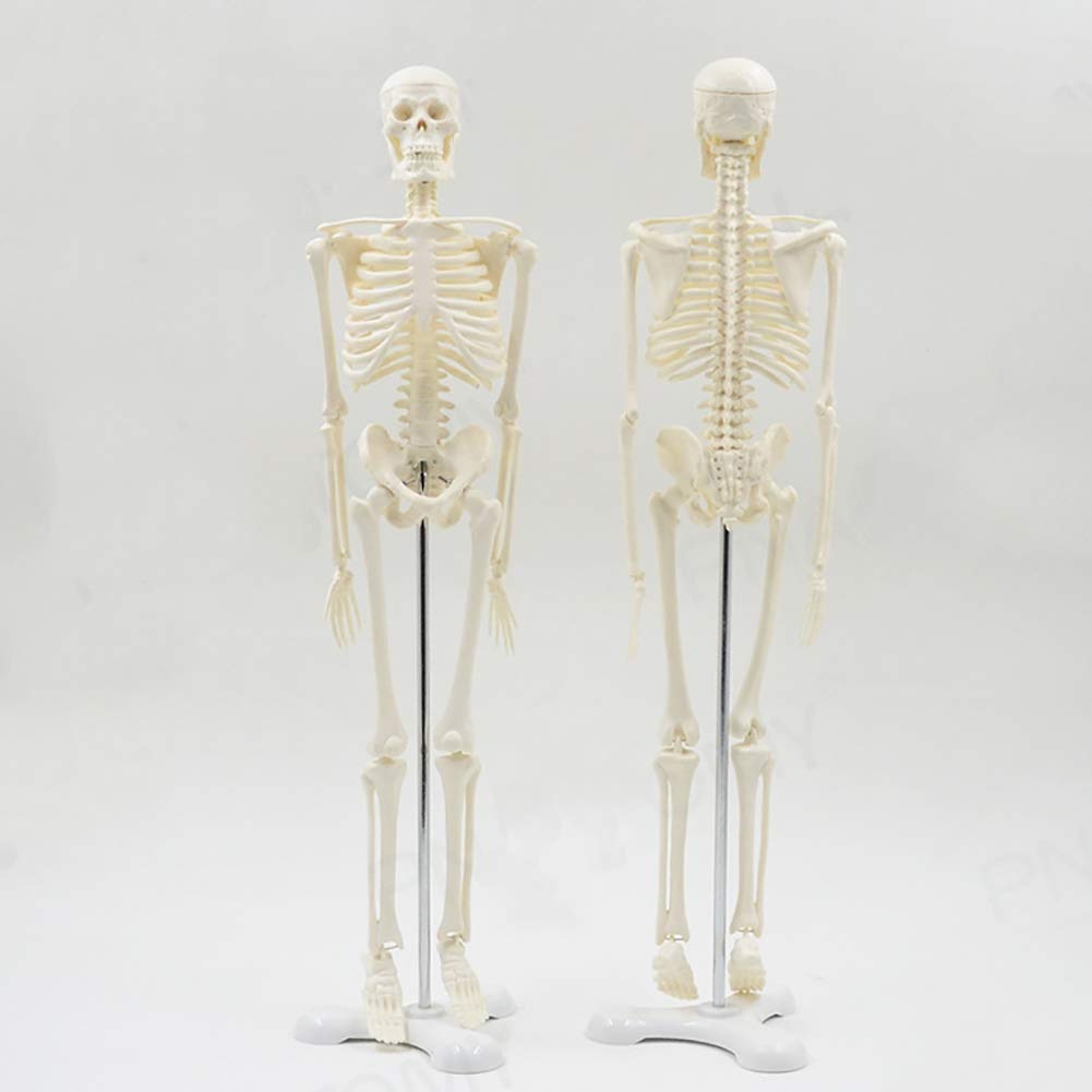 Buy Anatomical Model Human Skeleton Model Body Anatomy Model for