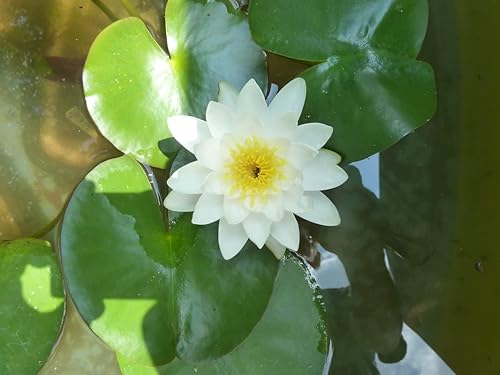 Miniatura 5 de Tubérculos de lirio de agua vivos, rizoma de lirio resistente precultivado en blanco, rosa, rojo, amarillo, naranja, morado (rojo)