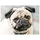 mops bild lustig Inklusive runder Schmucksteinchen, Wachsplättchen, Steinchenbehälter und Stift zum Aufnehmen und Legen der Steinchen