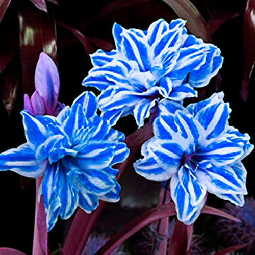 Amarilis bulbo/amarilis planta/bulbos de amaryllis fugalaucm/amarilis belladona/Perenne tolerante al frío-4 bulbos-B