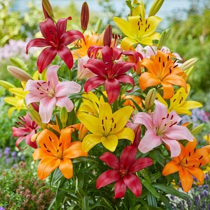 Asiatic Lily Multicolor Flower Bulbs Pack of 1 Flower Bulbs BY Zabbus Mixed (B0BRNZRT9K) Amazon Price History, Amazon Price Tracker