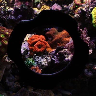 Portal 4" Aquarium Viewer