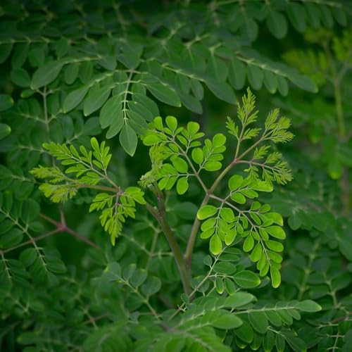 comprar semillas de árbol de moringa - flores de jardín perennes y resistentes Semillas de plantas de interior, plantas en maceta extremadamente resistentes. Plantas en maceta perennes 10pcs
