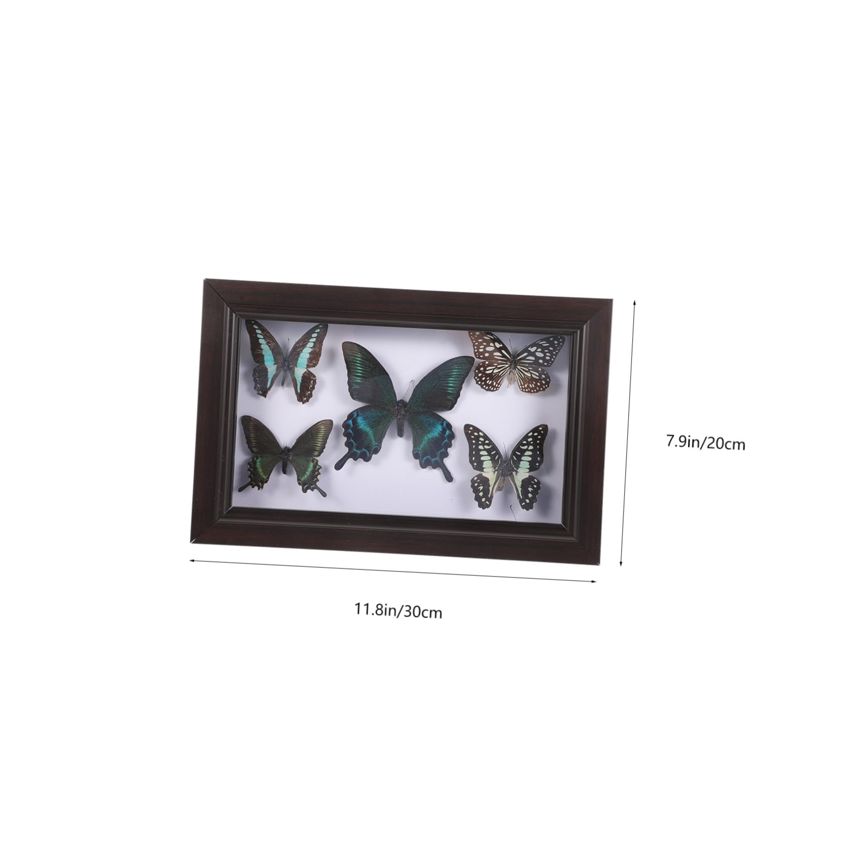 Marco para Exhibir Mariposas Tapas Transparentes, Marco de Madera Resistente para Decoración de Pared Sala de Estar