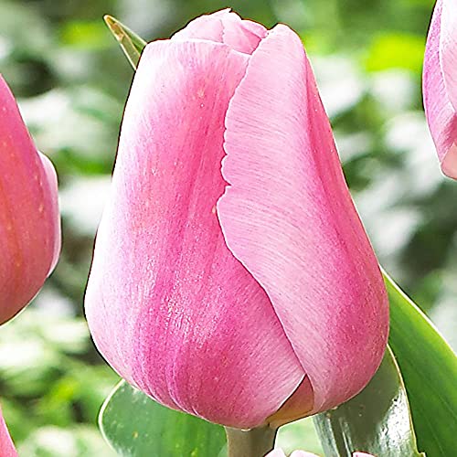 5x Bulbes Tulipes Rose Fleurs à planter Tulipe Bulbes Fleurs Printemps Bulbe Tulipes Synaeda Amor