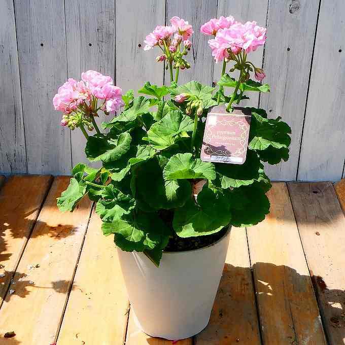 ✿ゼラニウム　Ｆチェリー✿ ゼラニウム：ファインチェリー5号鉢植え の通販 | 園芸ネット