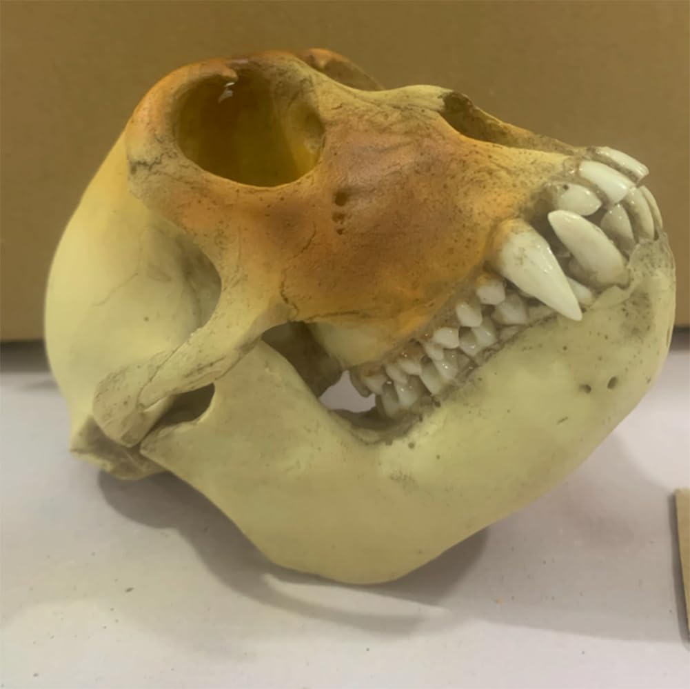 Crâne de singe AMITD 1:1 pour surmonter le manque de matériel d'étude vétérinaire