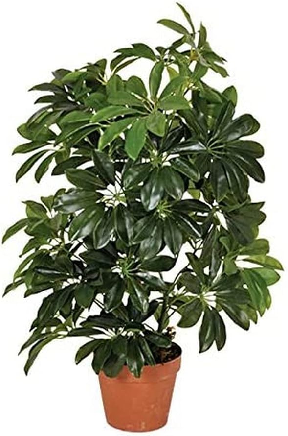 Catral Deutschland GmbH Decorative plant Cheflera 65 cm high