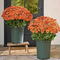 Funsdecor Sunset Mums, Artificial Faux Mums Flowers for Outdoor Planters - UV Resistant, Windproof Waterproof Fake Fall Flower Daisy with Eucalyptus Vibrant Look Real Full