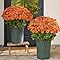 Funsdecor Sunset Mums, Artificial Faux Mums Flowers for Outdoor Planters - UV Resistant, Windproof Waterproof Fake Fall Flower Daisy with Eucalyptus Vibrant Look Real Full