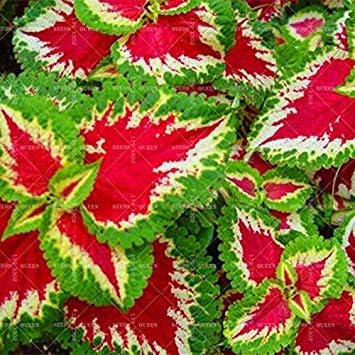 100 pcs/bag Rare Coleus seeds blumei Rainbow Mix Color Flower Seeds for Home Garden Indoor plants color Lips 16