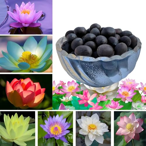 PlantNest Aquatic Lotus Mix Flower Seeds (Pack of 30) – Multi-Color Floating Water Lily Seeds – High-Germination Non-GMO Seeds for Ponds, Pots, and Indoor Water Gardens