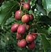 Hirt's 2 Hardy Kiwi Plants - Actinidia - Ken's Red Female and Male