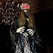 Haunted Hill Farm 5.5-Ft Animatronic Animated Standing Masquerade Lady, Halloween Animatronic, Spooky Venetian Masquerade Prop, Creepy House Party Decoration, Touch-Activated Lights & Sound, Life-Size
