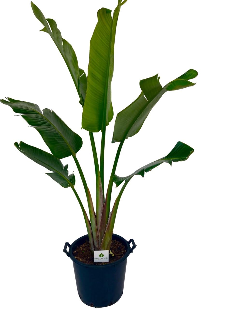 Strelitzia Augusta Pianta ornamentale da esterno prodotta da Vivai del Sole vaso diametro cm 30
