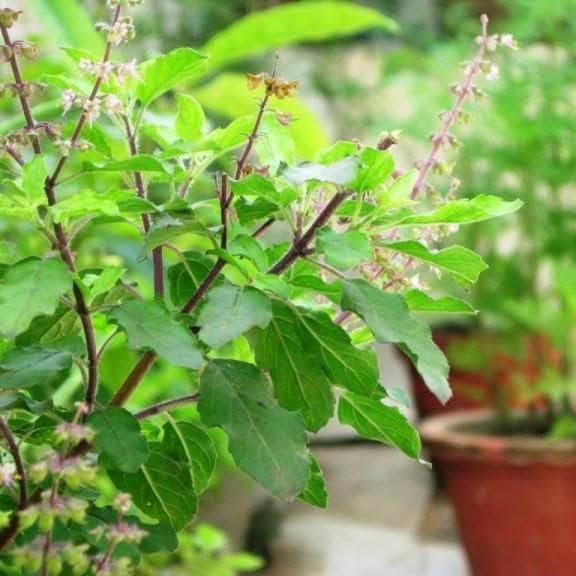 Soil Savers Live Real Ayurvedic Rama Tulsi Plant Green Tulsi Live Plant With Pot (B0C3BH7VDK) Amazon Price History, Amazon Price Tracker