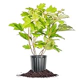 Perfect Plants Oakleaf Hydrangea in 1 Gal. Growers Pot - Stunning White to Pink Blooms and Unique Oak Leaf-Shaped Leaves - Hardy Perennial for Outdoor Gardens