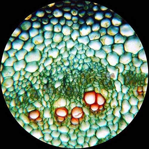 Microscopic view of plant cells