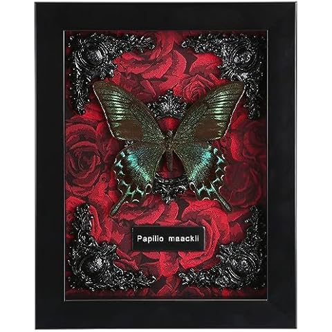Real Butterfly Framed Butterfly Taxidermy - Butterfly Shadow Box, Real Framed Butterflies in a Box for Gothic Home Decor Aesthetic (A_Alpine Black Swallowtail Red Background #1) Cover