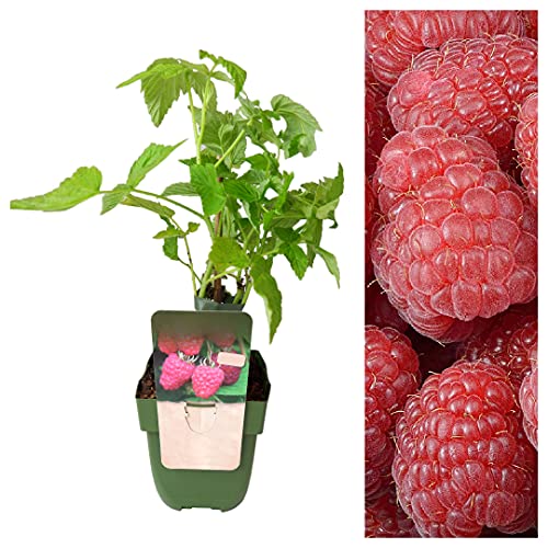 Raspberry Plant - Double Fruiting Twotimer Sugana Red - Rare Variety Fruits Twice A Year 25-35cm in Height