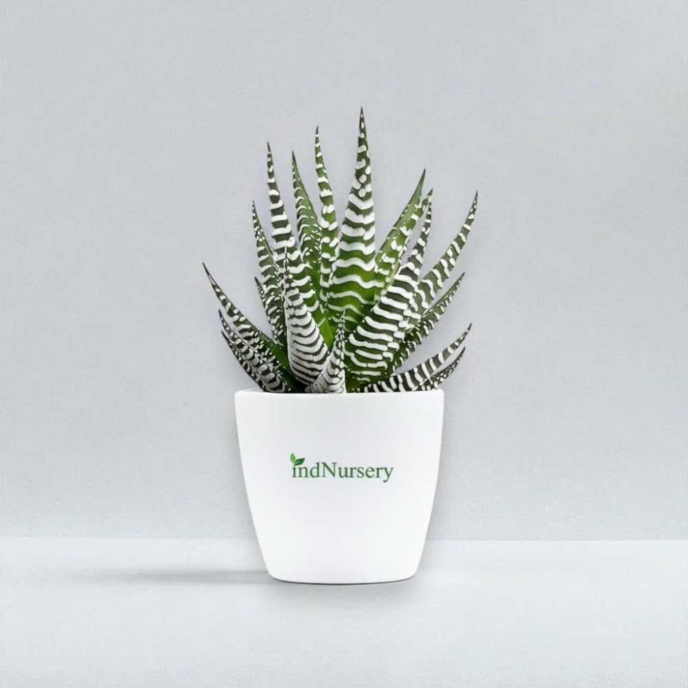 IndNursery Haworthia reinwardtii zebra wart succulent plant low maintenance air purifier Live plant for bedroom & gift-image-16