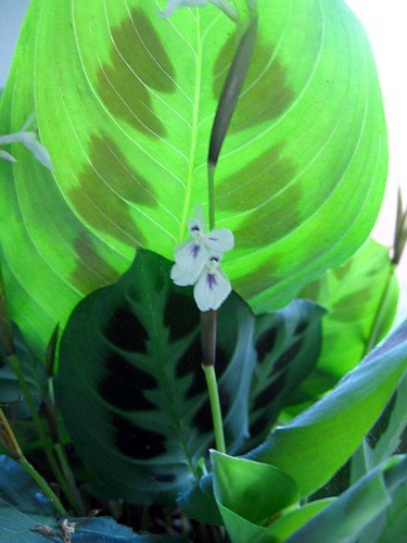 tiger lily for sale Tiger Lily Plant for Sale main image 1